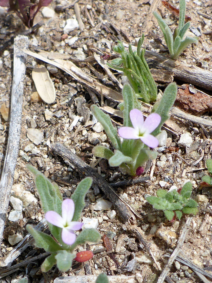 Small plants