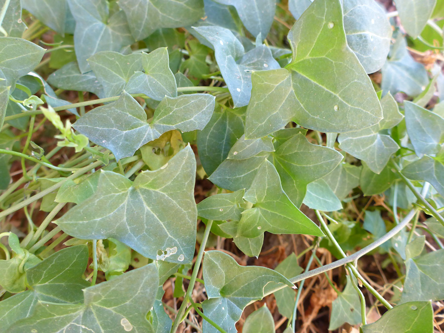 Stems and leaves