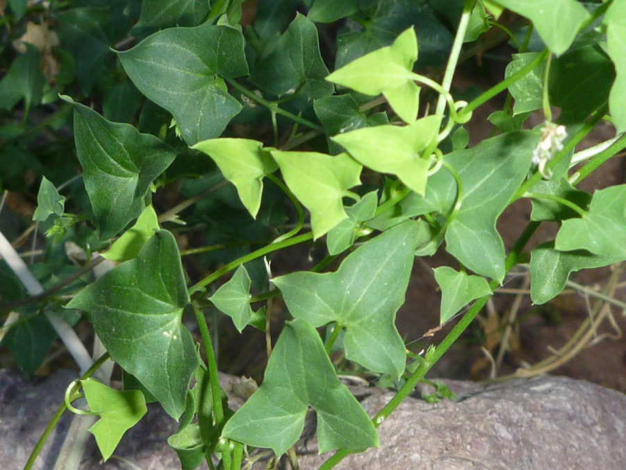 Leaves and stems