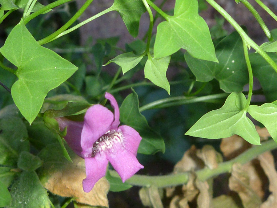 Flower and leaves