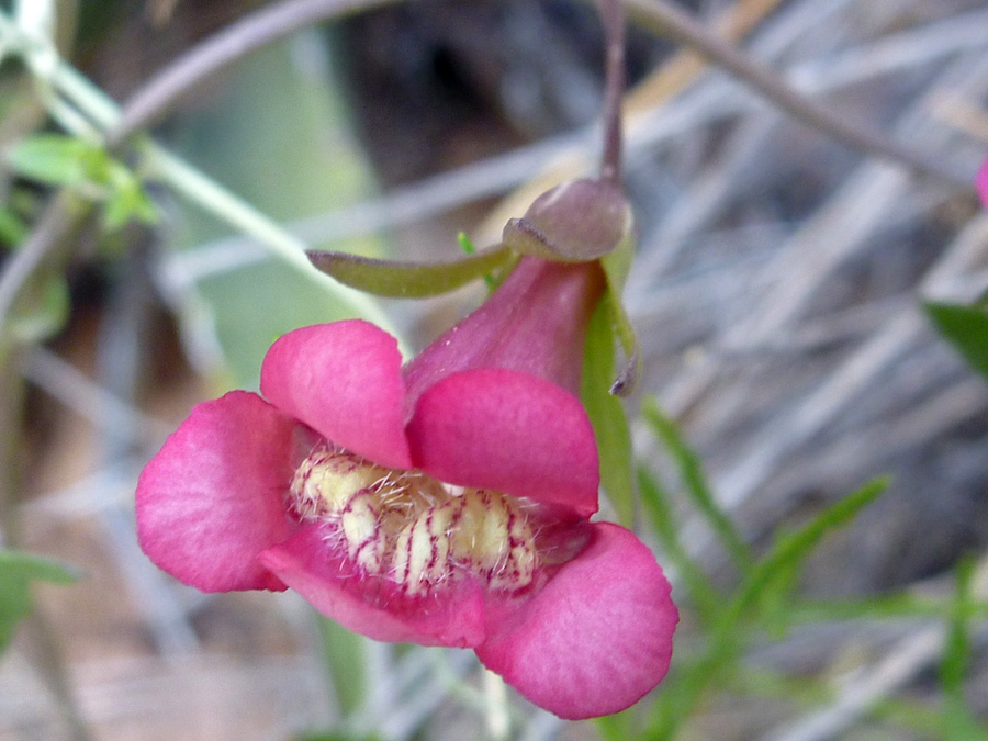 Pinkish flower