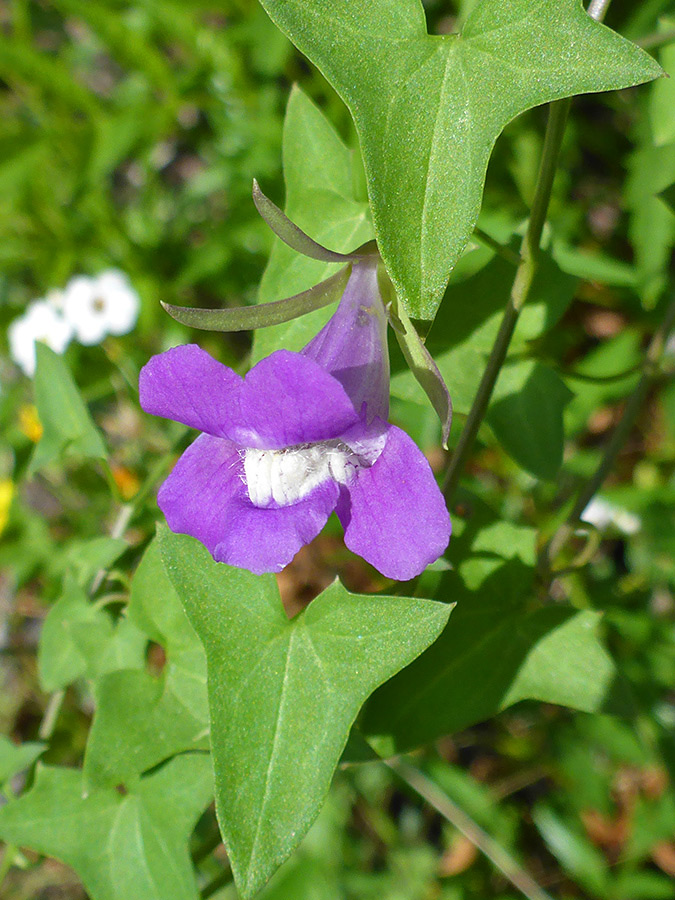 Purplish flower