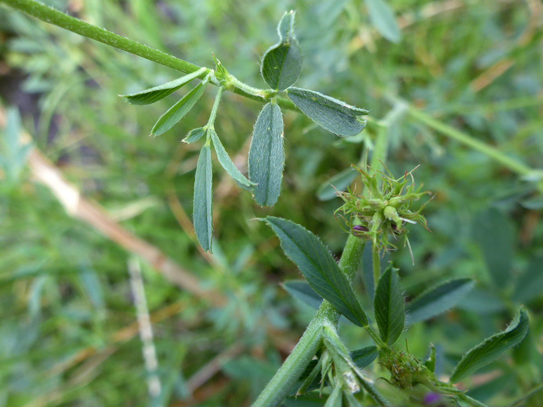 Stems and leaves