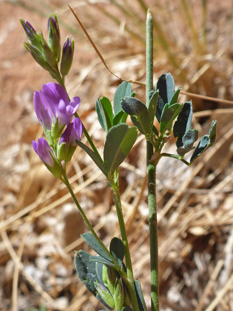 Leaves and flowers