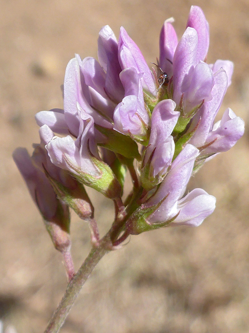 Pale pink flowers