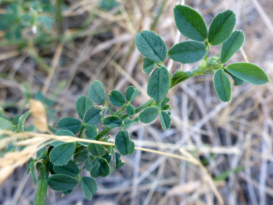 Stem and leaves