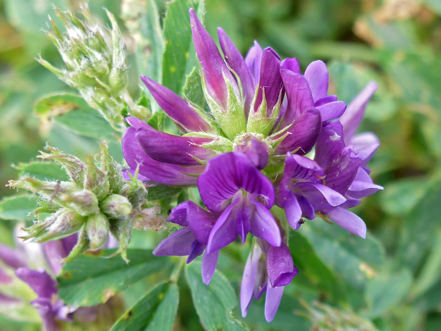 Purple flowers