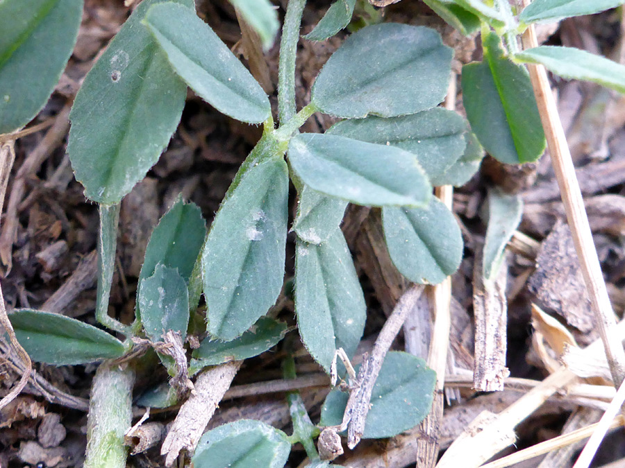 Grey-green leaves