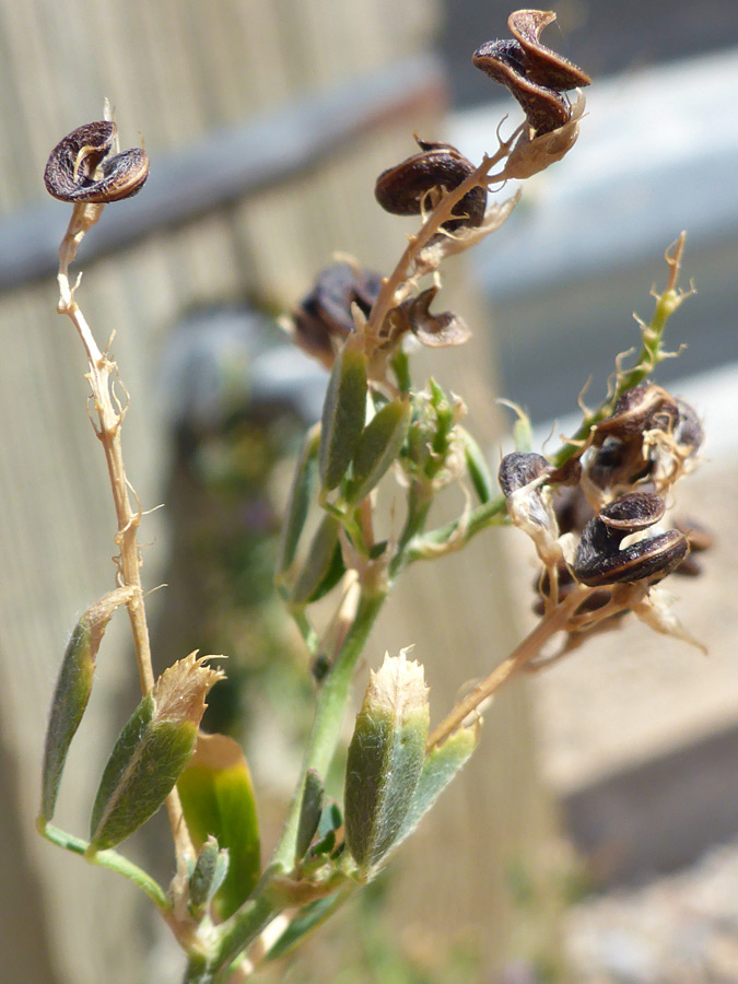 Coiled fruits