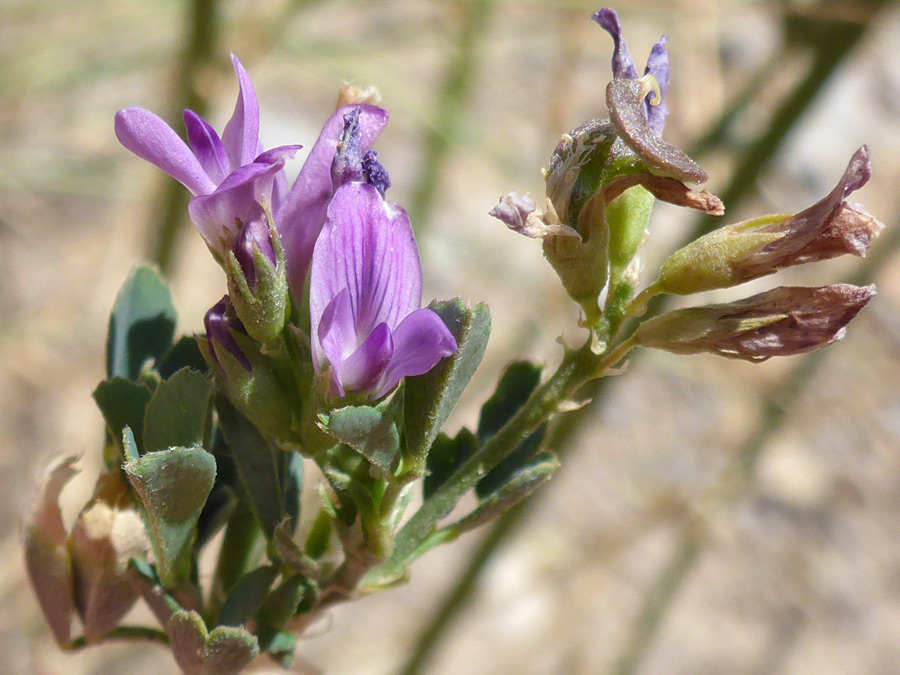 Withering flowers