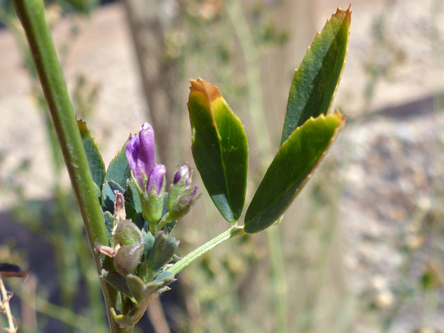 Toothed leaflets