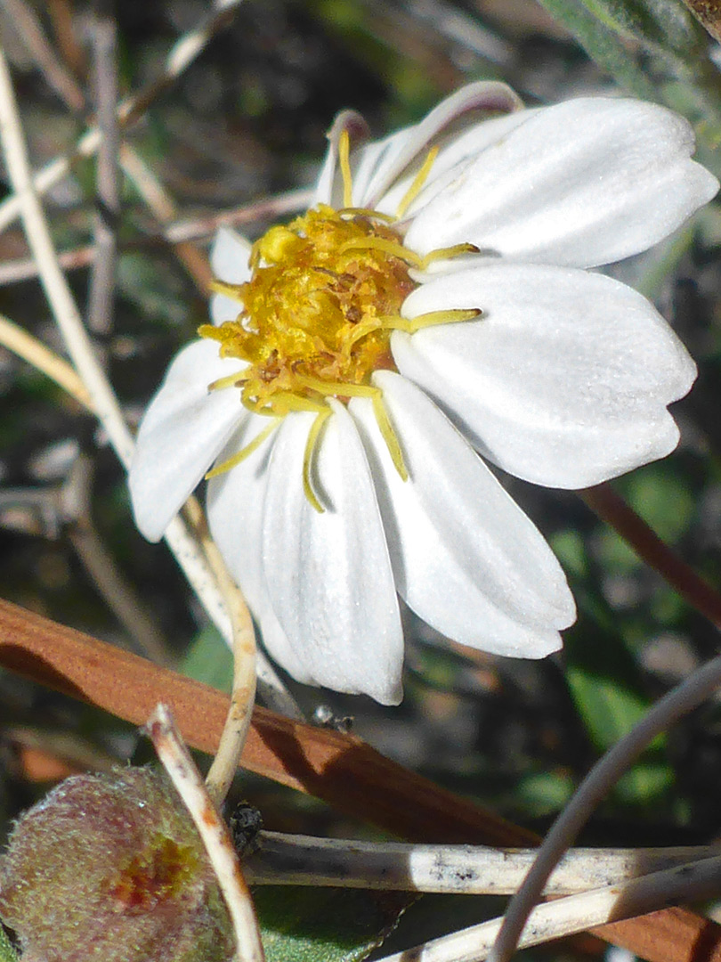 White and yellow flowerhead