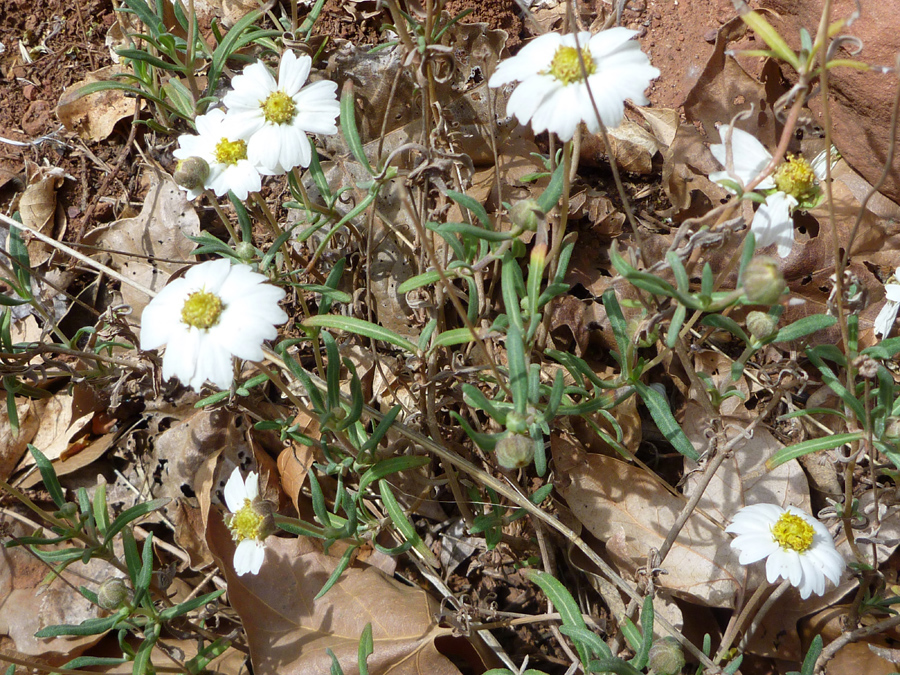 Flowers and leaves