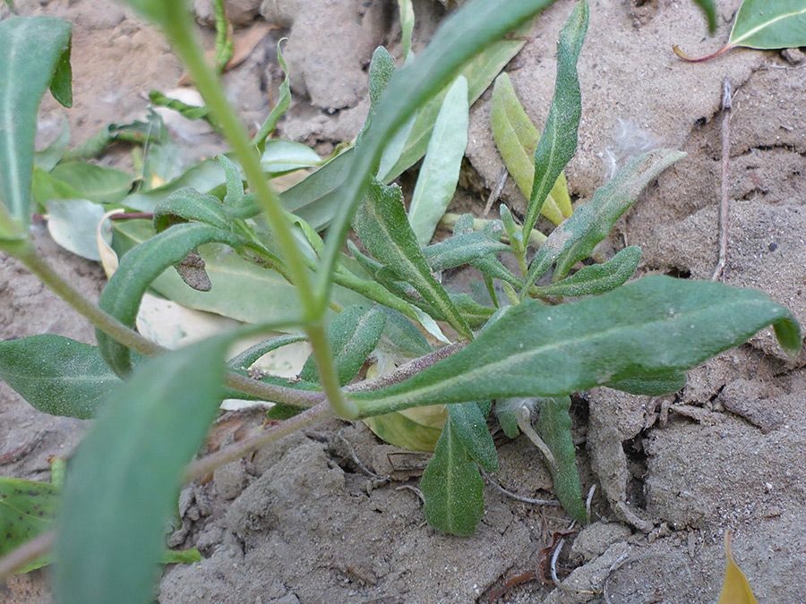 Basal leaves