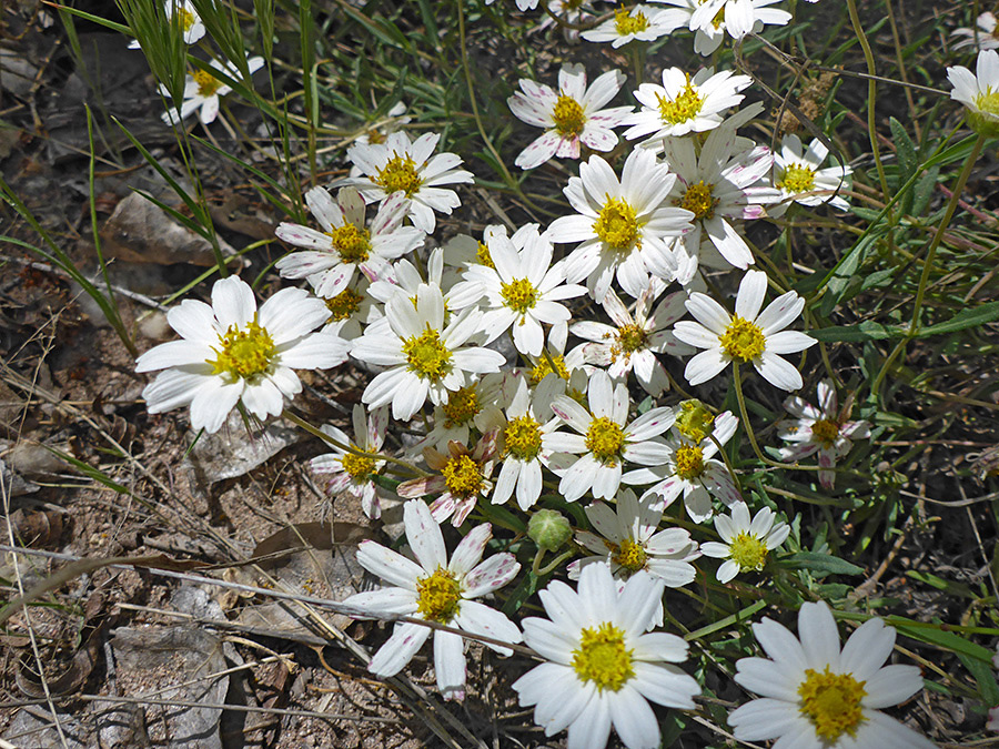 Many flowerheads