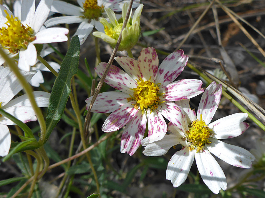 Withering flowers