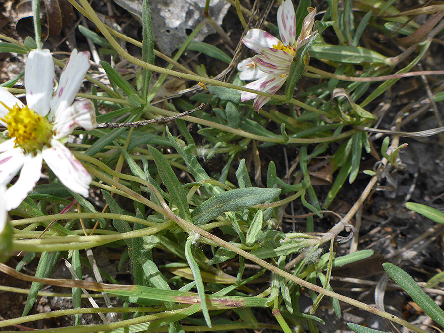 Foliage