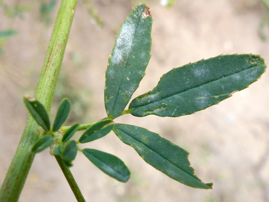 Toothed leaflets