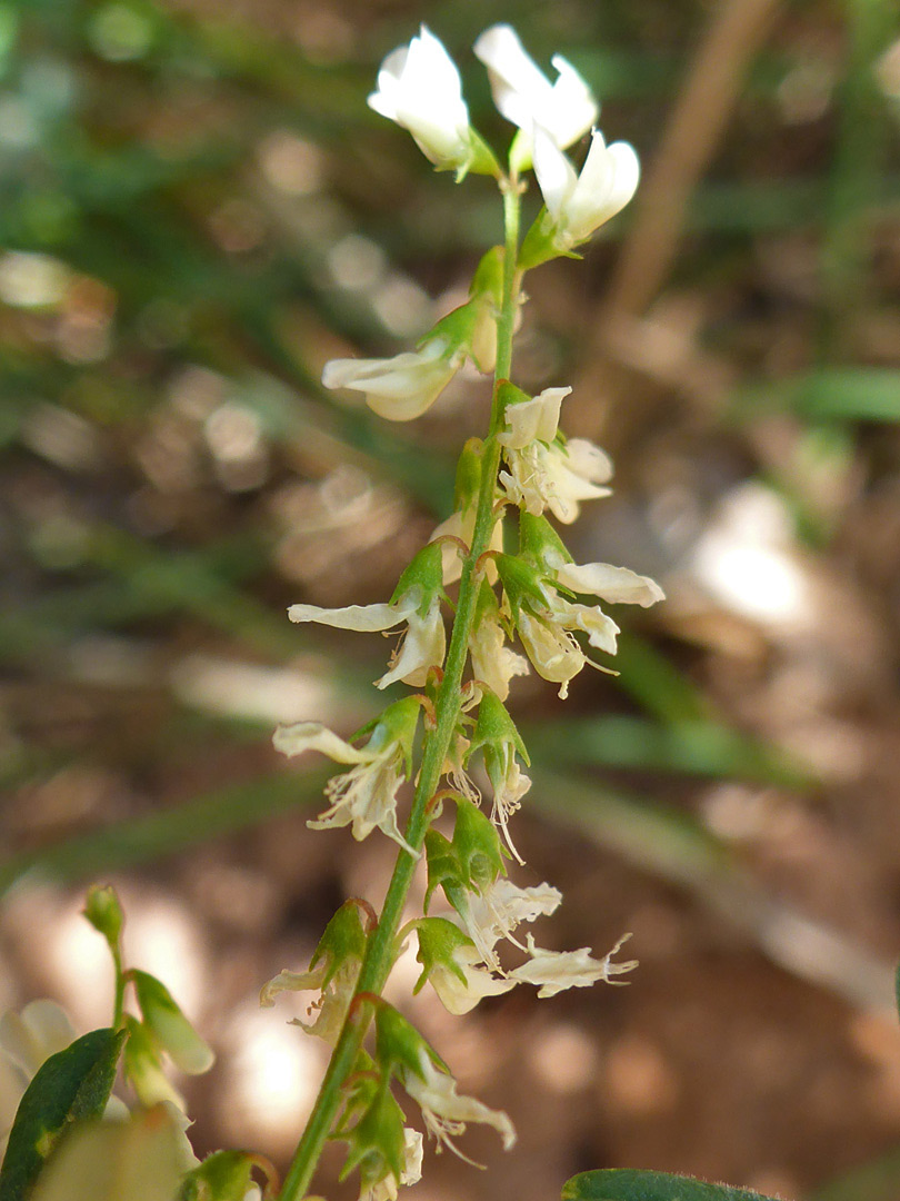 Withered flowers