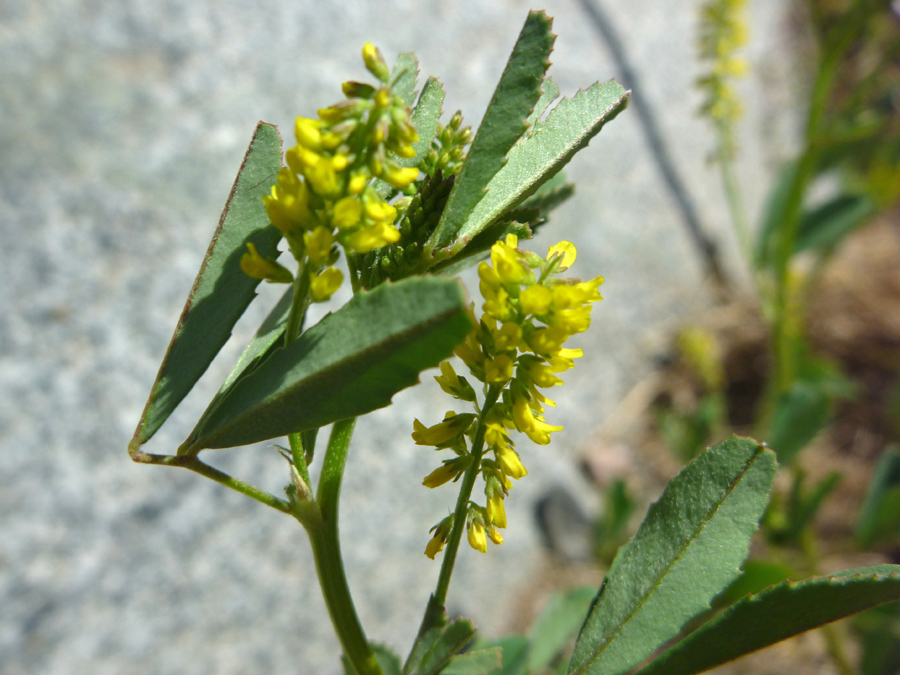 Toothed leaflets