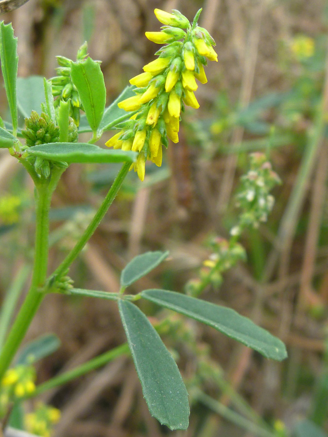 Elongated cluster