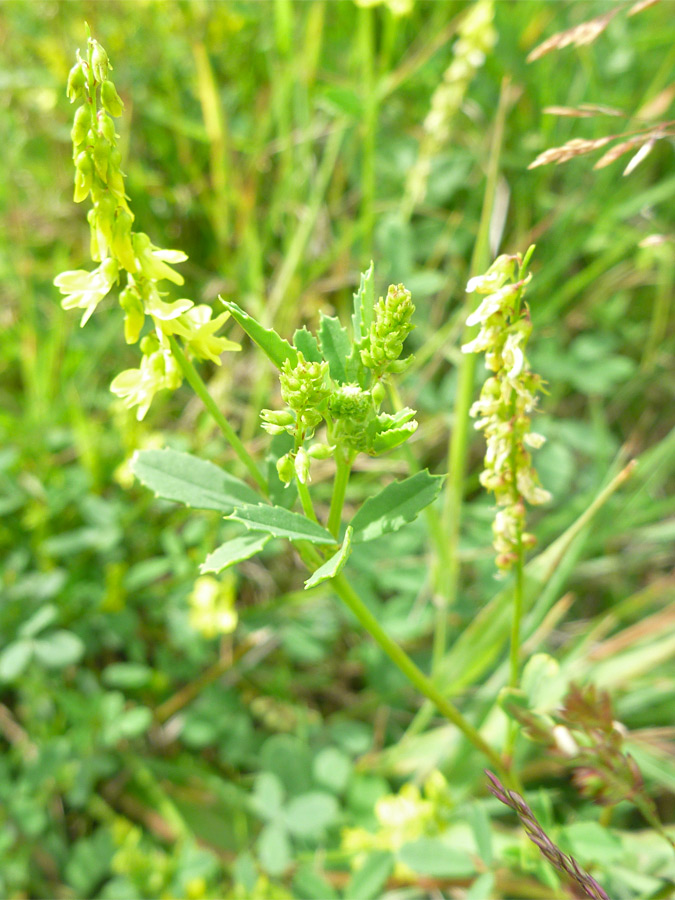 Toothed leaves