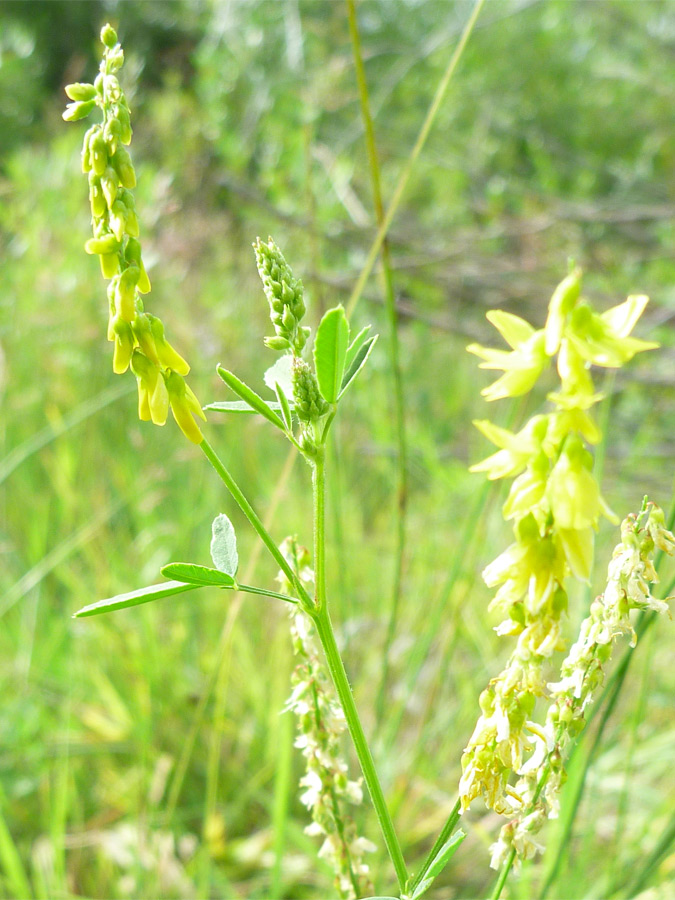 Flower spikes