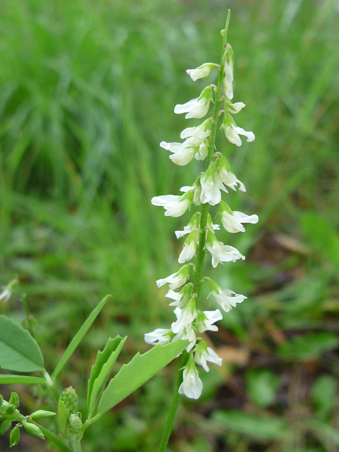 White flowers