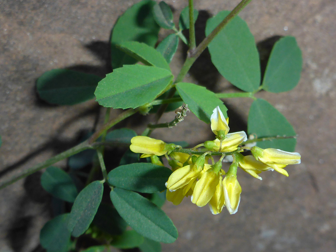 Flowers and leaves