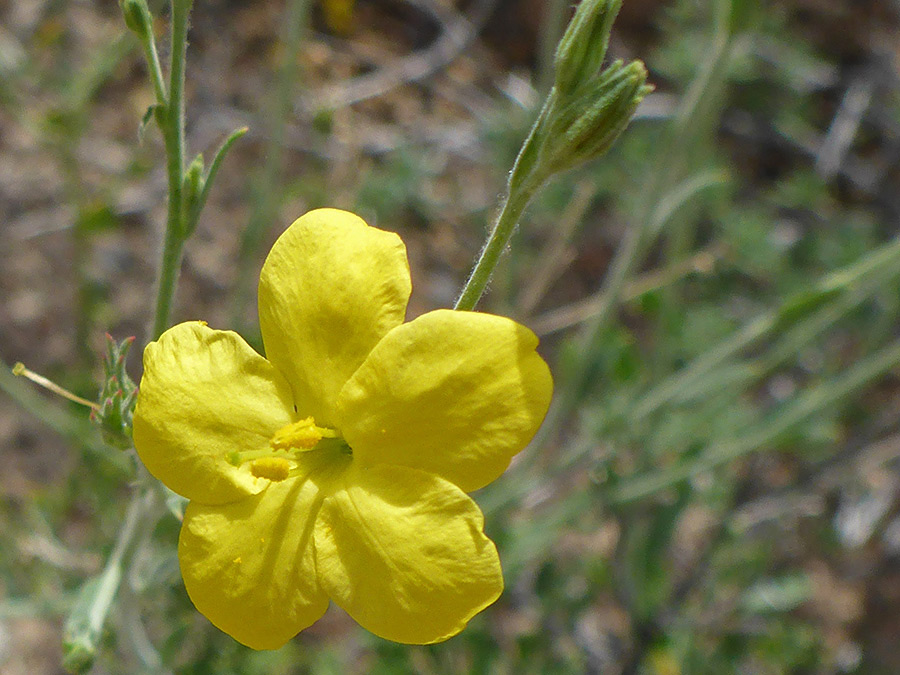 Five-petaled flower