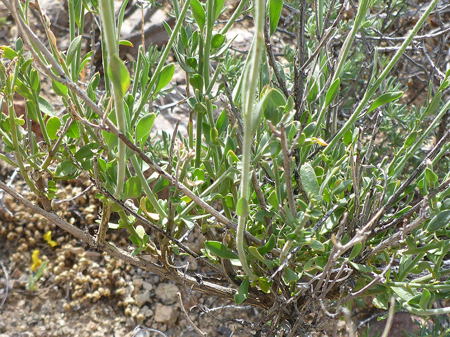 Woody stems