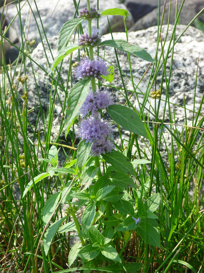 Flowers and leaves