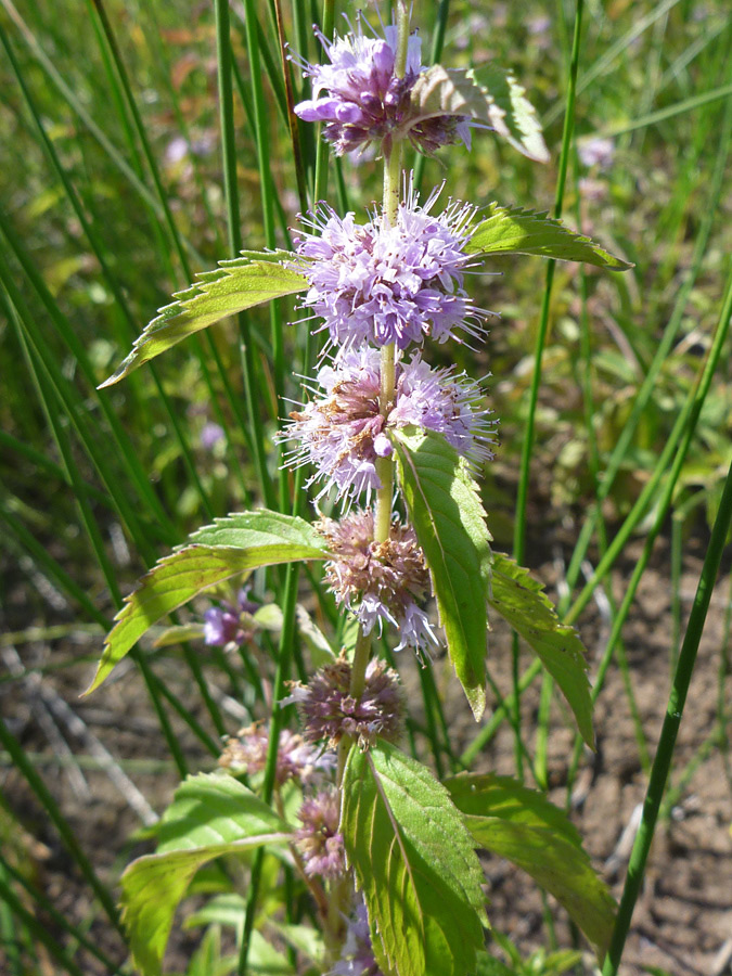 Mature flowers