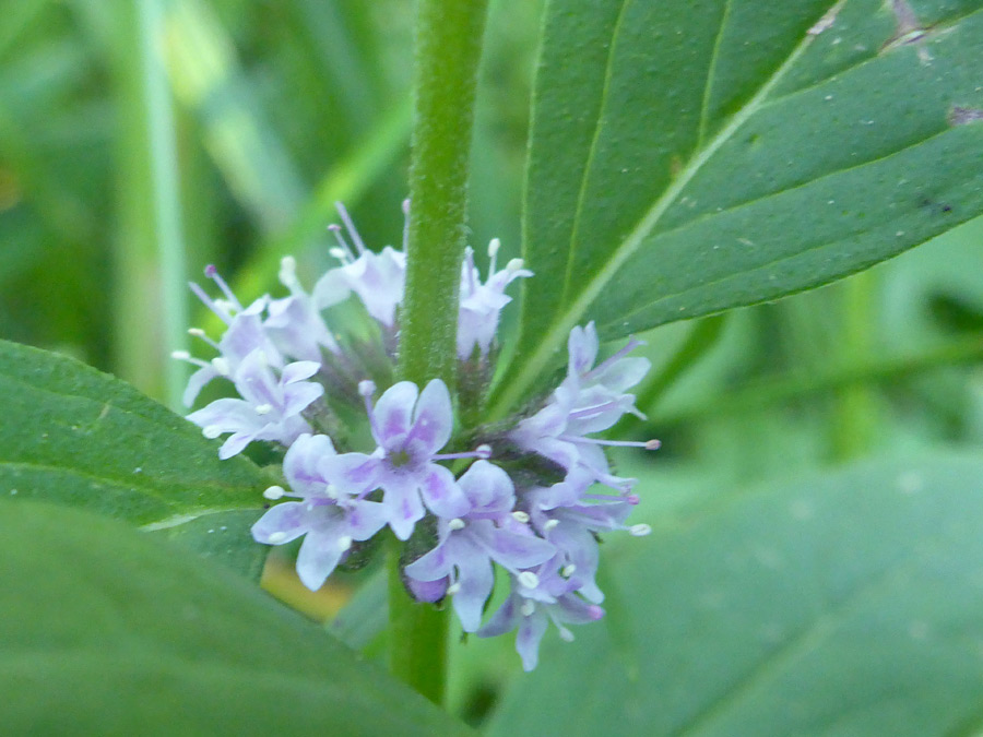 Flower cluster