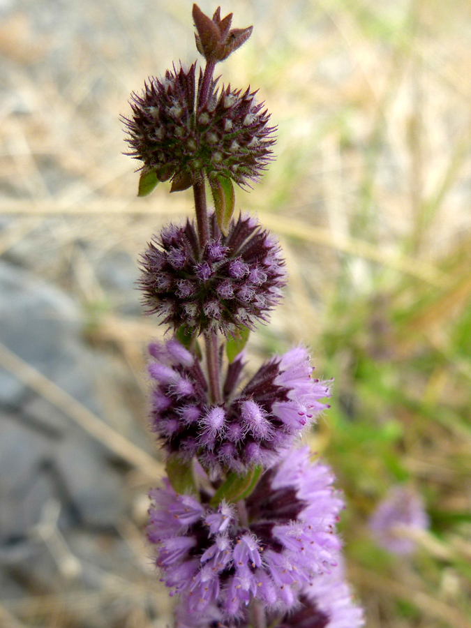 Top of a stem