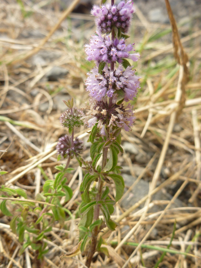 Flowers and leaves