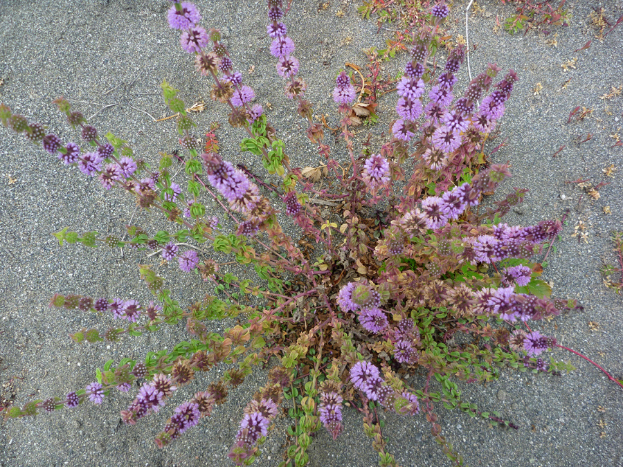 Radiating stems