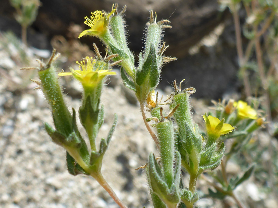 Calyces and leaves