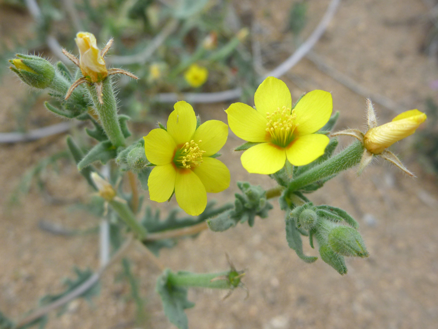 Two flowers