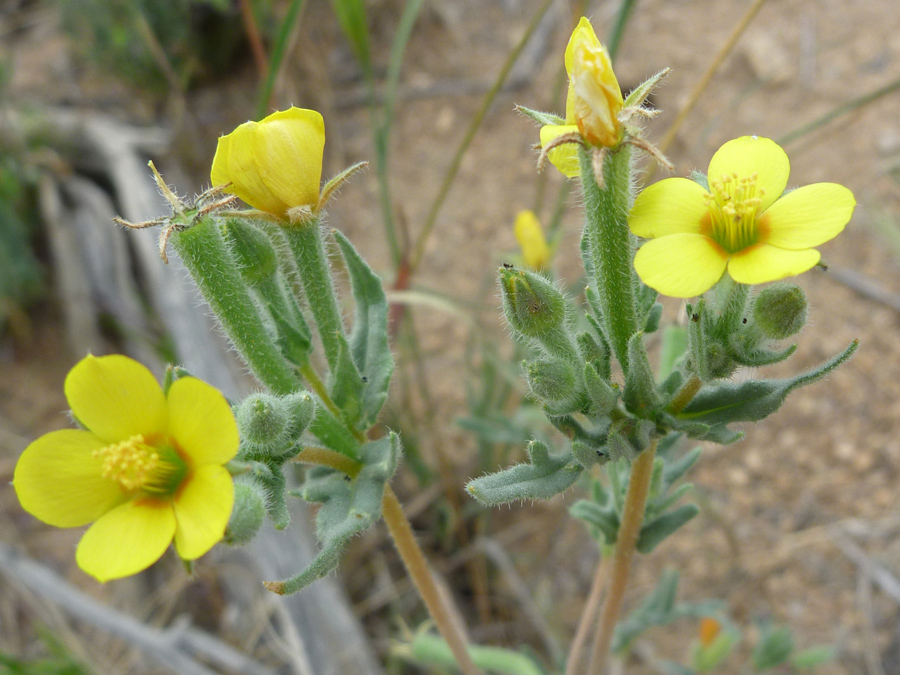 New and withered flowers