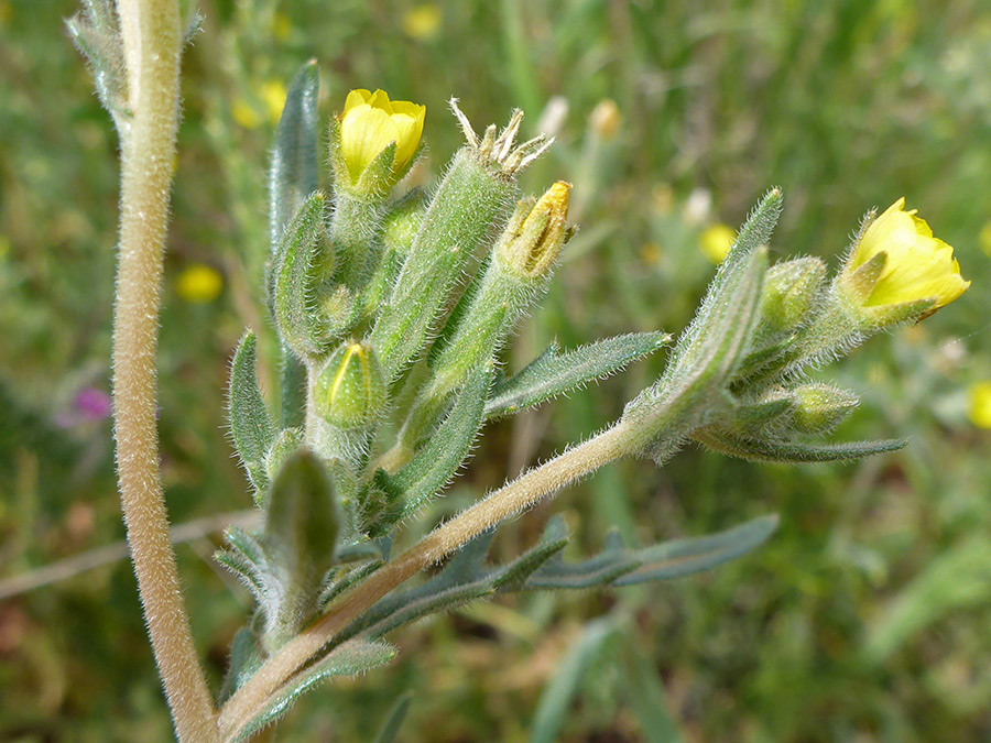 Cluster of flowers