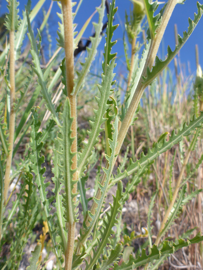 Mid-stem leaves