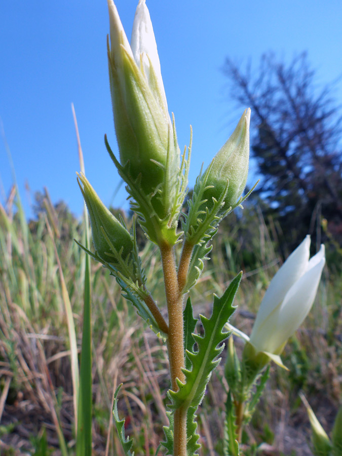 Upper stem leaves