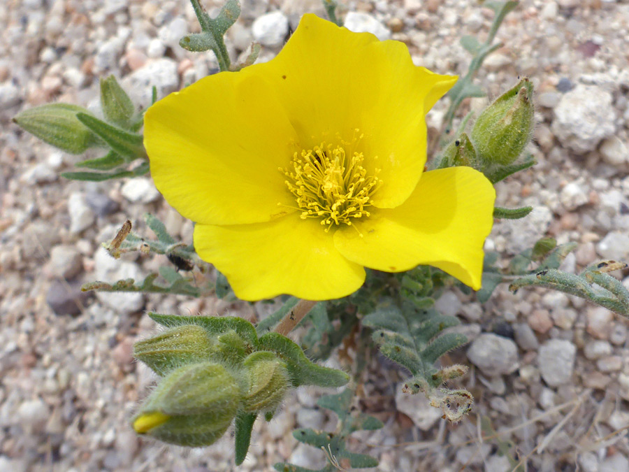 Flower and buds