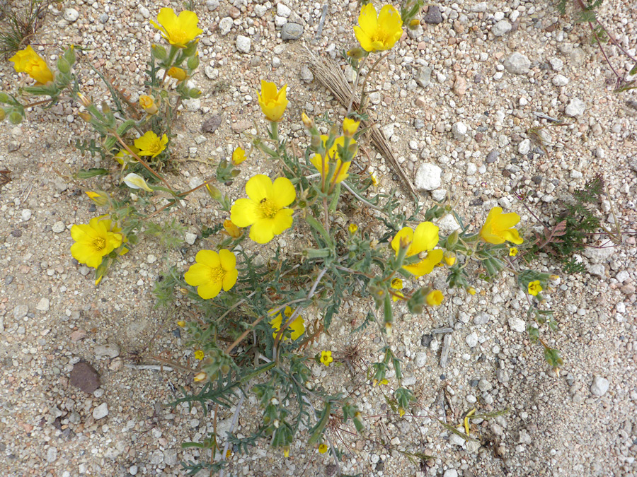 Flowering stems