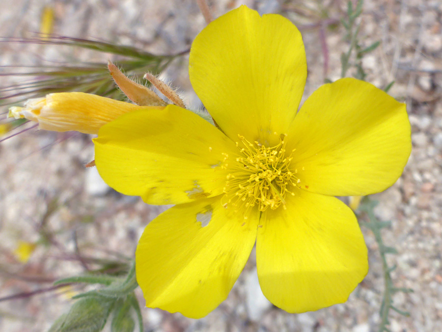 Yellow petals