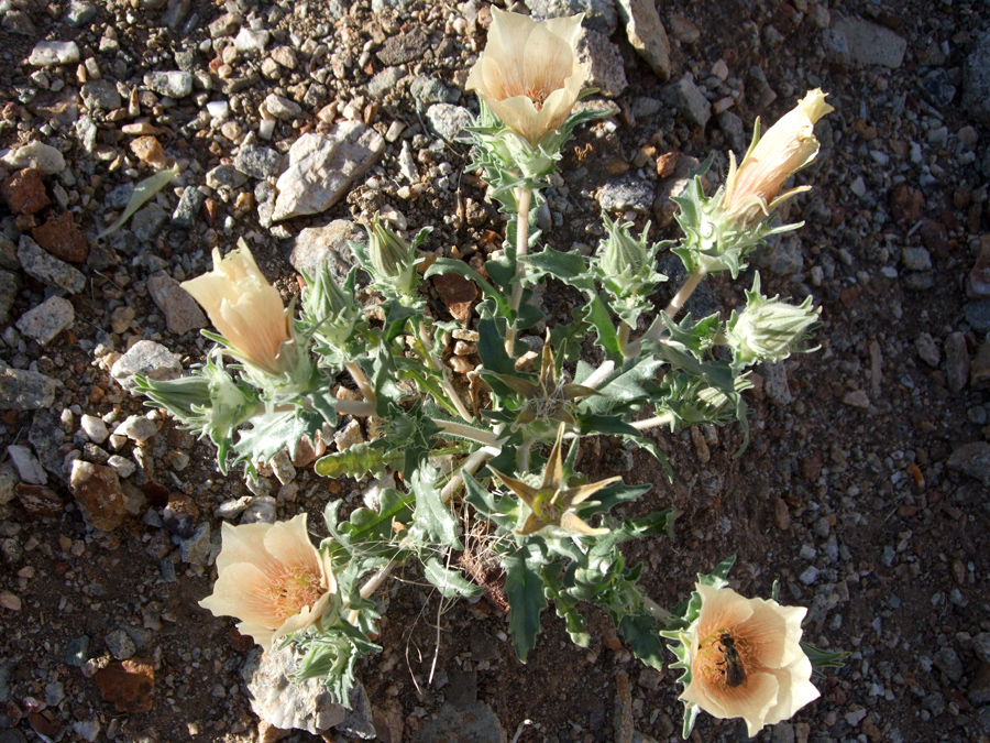 Leaves and stems