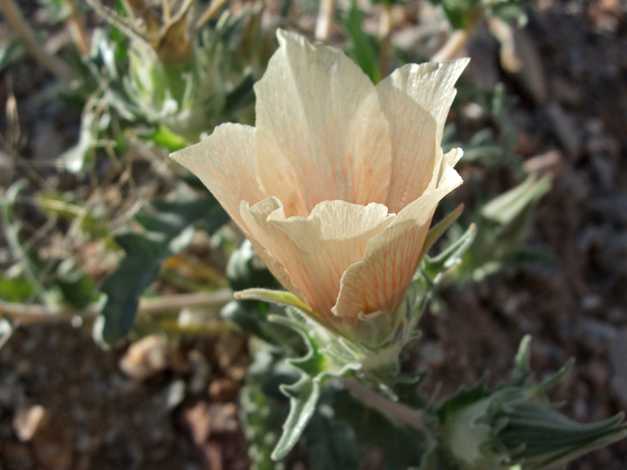 Cup-shaped flower