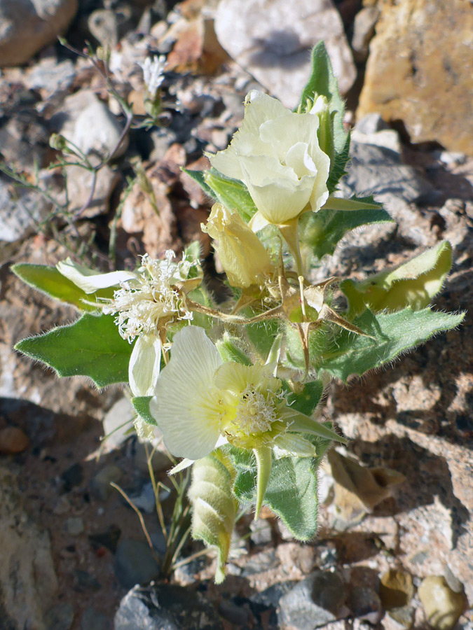 Leaves and flowers