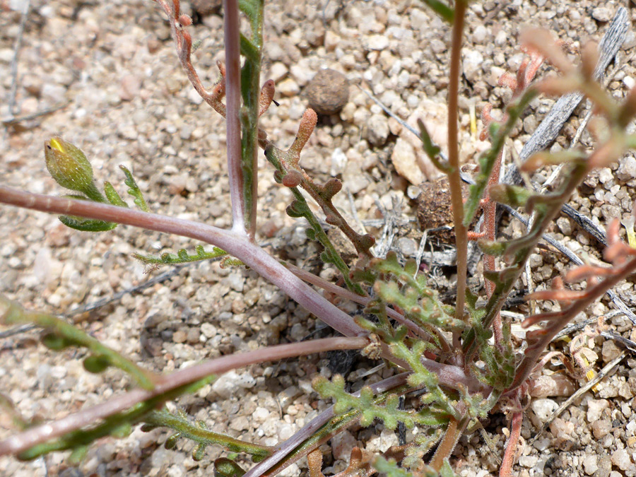 Lobed leaves